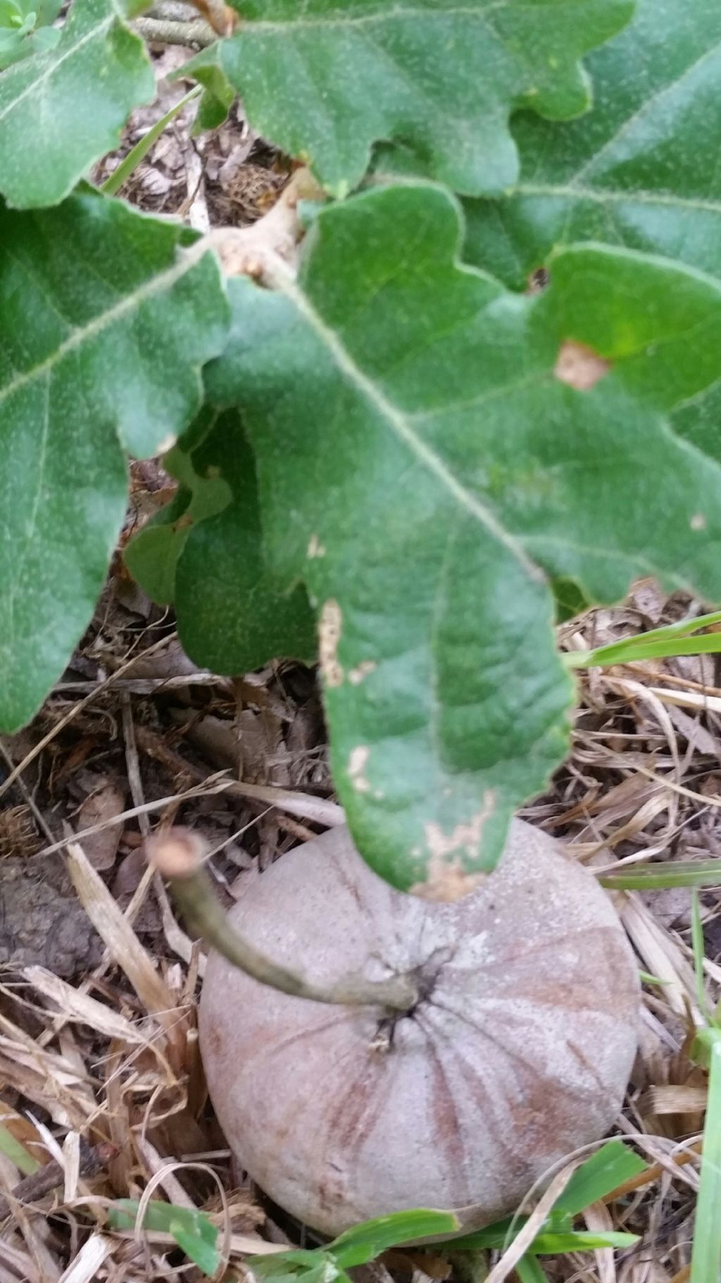 Galla su quercia: Andricus quercustozae, Cynipidae